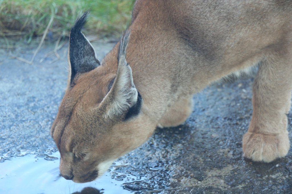 Kopfansicht eines Karakals beim Triken aus einer Wasserstelle. Zoo Dresden am 7.12.2009.
