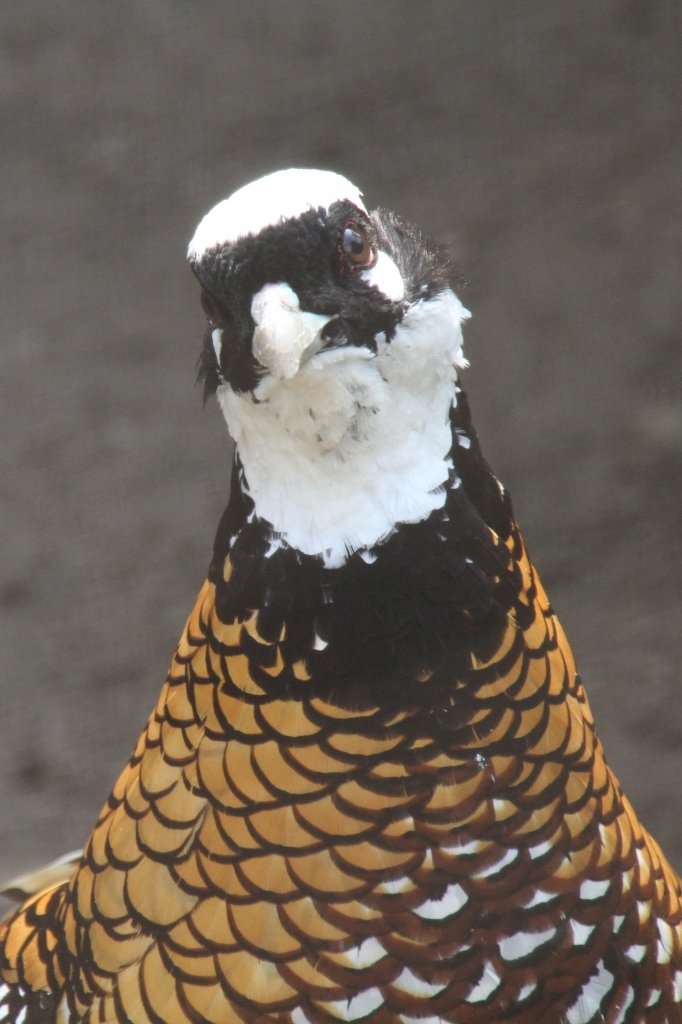 Kopfansicht eines mnnlichen Knigsfasans (Syrmaticus reevesii). Vogelpark Dielheim-Balzfeld am 14.4.2010.