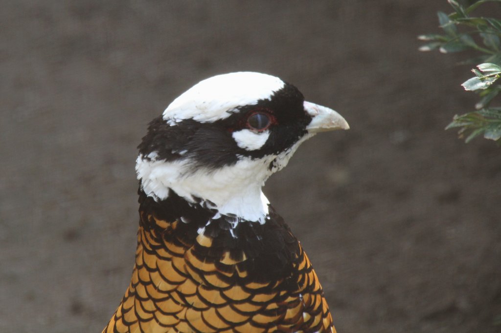 Kopfansicht eines mnnlichen Knigsfasans (Syrmaticus reevesii). Vogelpark Dielheim-Balzfeld am 14.4.2010.