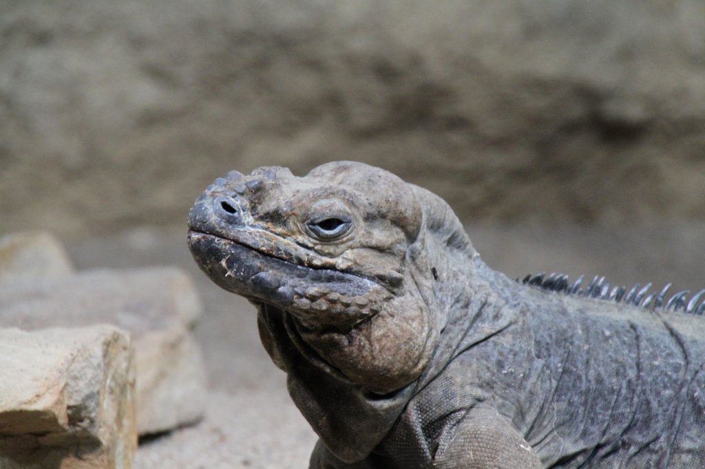 Kopfansicht eines Nashornleguans (Cyclura cornuta) am 12.3.2010 im Zooaquarium Berlin.