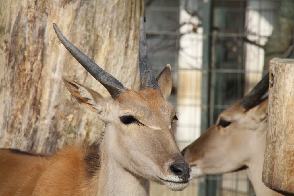 Kopfansicht einer Elenantilope (Taurotragus oryx) am 10.3.2010 im Zoo Berlin.
