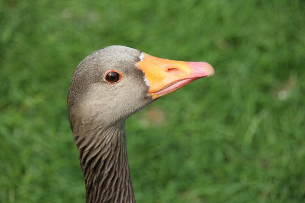 Kopfansicht einer Graugans (Anser anser) am 14.4.2010 im Vogelpark Dielheim-Balzfeld.