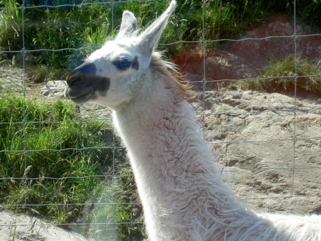 Kopfportrait eines Lamas am 2.7.2006 im Safaripark Kolmrden.