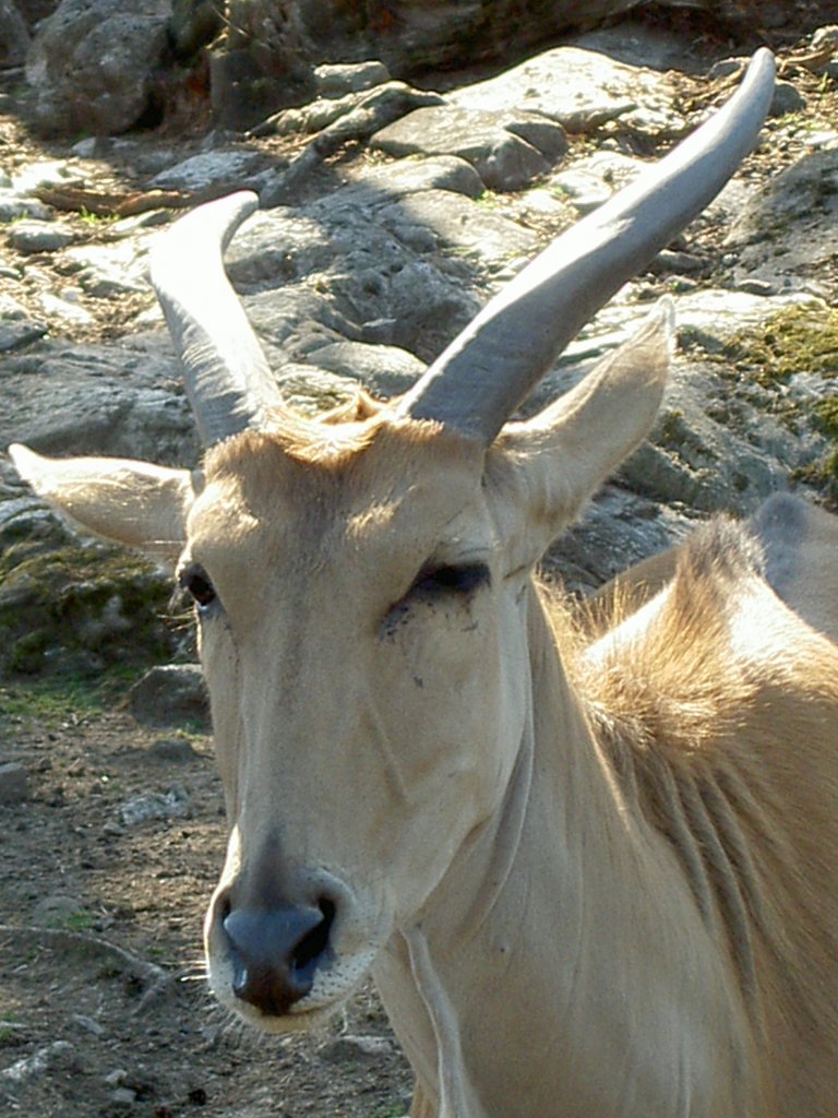 Kopfportrait einer Elenantilope am 2.7.2006 im Safaripark Kolmrden.
