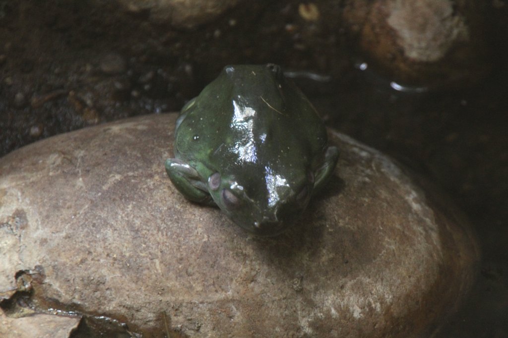 Korallenfinger-Laubfrosch (Litoria caerulea) am 19.3.2010 im Zoo Basel.
 
