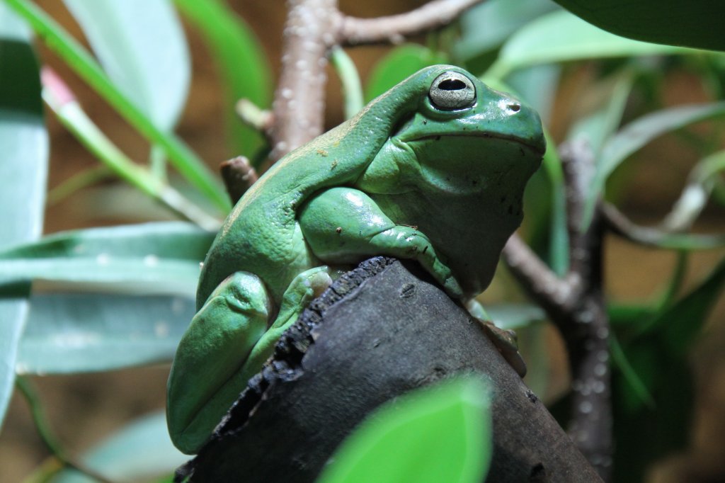 Korallenfinger-Laubfrosch (Litoria caerulea) am 9.2.2010 im Vivarium Karlsruhe.