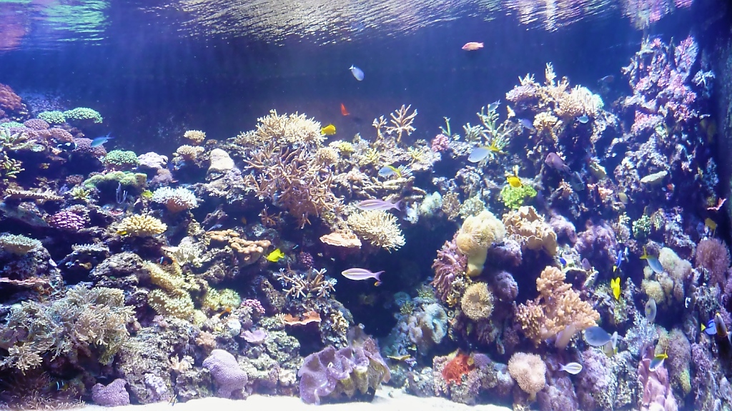 Korallenriff im Houston Aquarium (27.05.09)