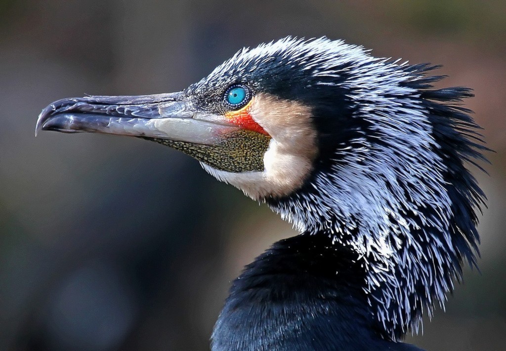 Kormoran