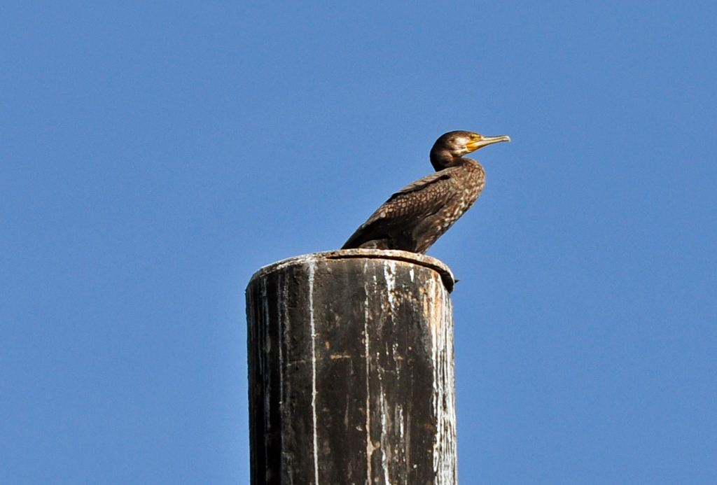 Kormoran auf seinem Ruhepfahl am Rhein bei Bad Breisig - 02.04.2011