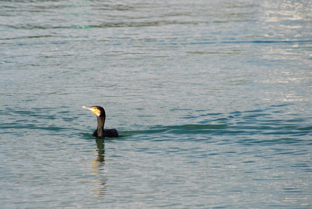 Kormoran im Hafenbecken von Fuseta (FUSETA, Distrikt Faro/Portugal, 13.02.2010)