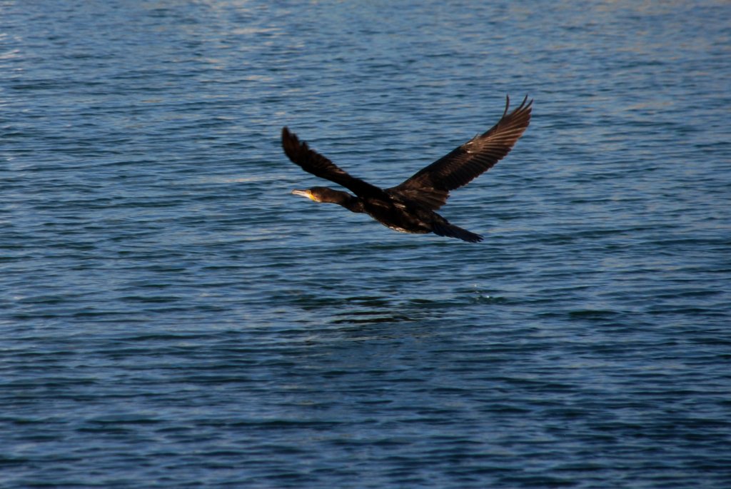 Kormoran im Hafenbecken von Fuseta (FUSETA, Distrikt Faro/Portugal, 13.02.2010)