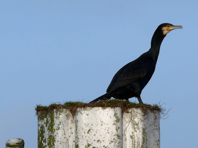 Kormoran (Phalacrocorax carbo), bereit zum Abflug; Elbe, Unterer Schleusenkanal Geesthacht, 25.01.2009
