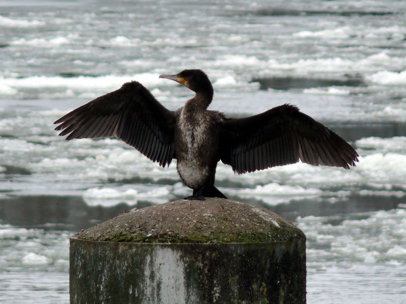 Kormoran - der  Vogel des Jahres 2010  (eine nicht unumstrittene Entscheidung), hier mit gespreiztem Gefieder an der vereisten Elbe bei Geesthacht (2); 08.02.2010
