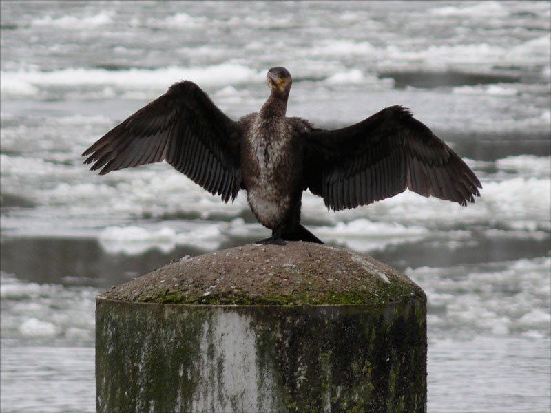 Kormoran - der  Vogel des Jahres 2010  (eine nicht unumstrittene Entscheidung), hier mit gespreiztem Gefieder an der vereisten Elbe bei Geesthacht (1); 08.02.2010
