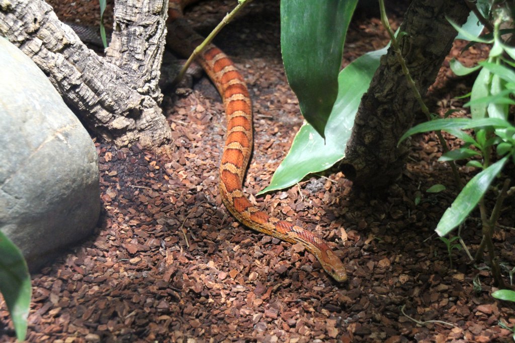 Kornnatter (Elaphe guttata) am 12.3.2010 im Zooaquarium Berlin.