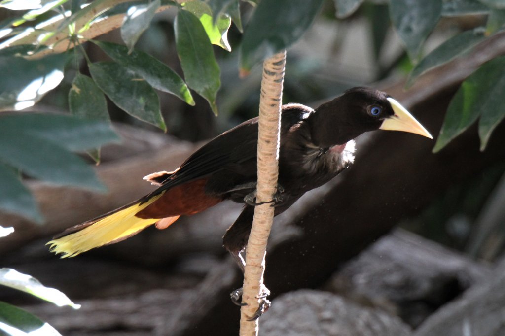 Krhenstirnvogel (Psarocolius decumanus) am 18.4.2010 im Tierpark Berlin.