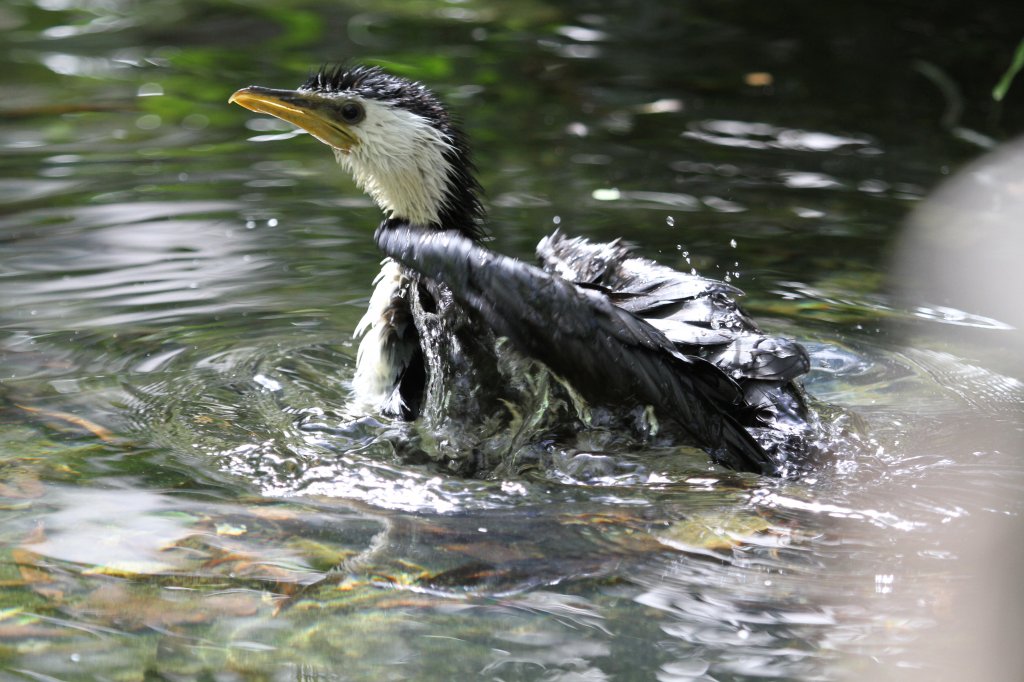 Kruselscharbe (Phalacrocorax melanoleucos) beim Baden. Zoo Toronto am 13.9.2010.