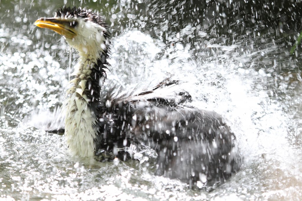 Kruselscharbe (Phalacrocorax melanoleucos) beim Baden. Zoo Toronto am 13.9.2010.