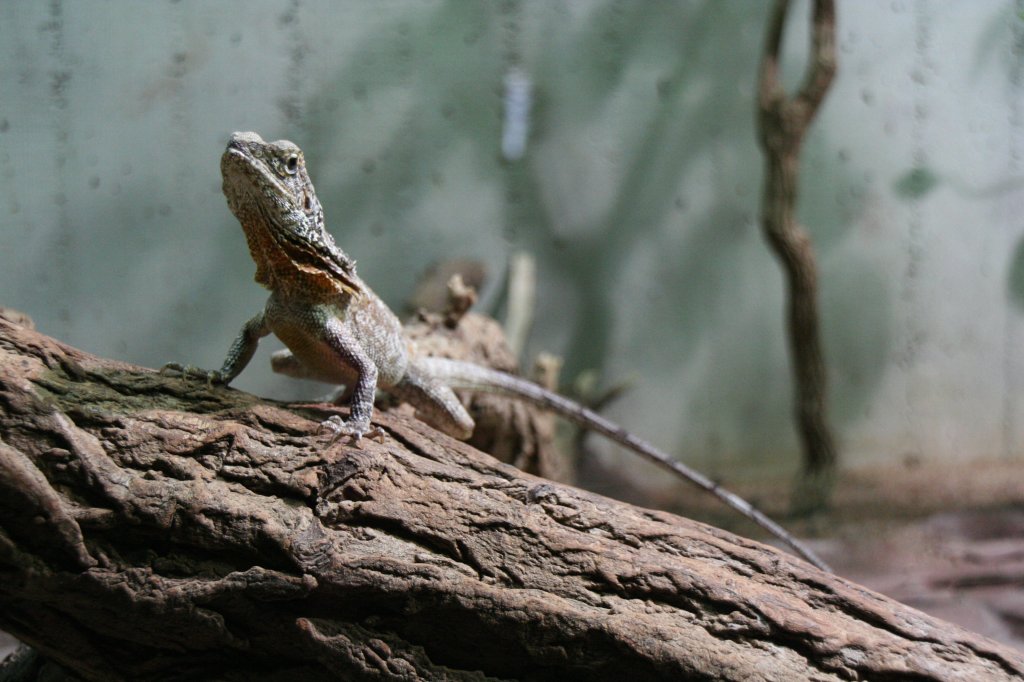 Kragenechse (Chlamydosaurus kingii) am 1212.2009 im Zoo-Aquarium Berlin.