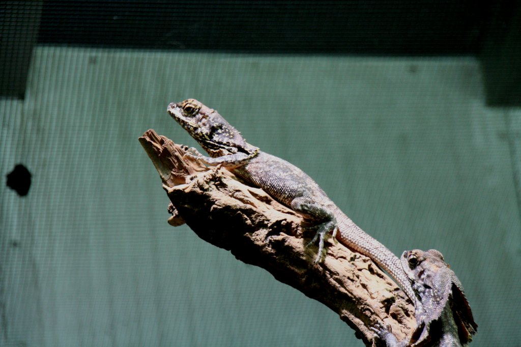 Kragenechse (Chlamydosaurus kingii) auf einem Ast am 1212.2009 im Zoo-Aquarium Berlin.