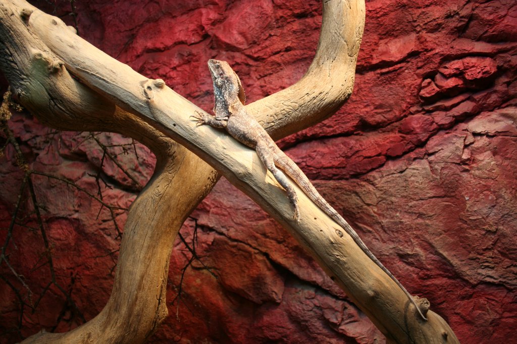 Kragenechse (Clamydosaurus kingii) wrmt sich auf einem Ast.Skansen Aquarium am 13.12.2008.