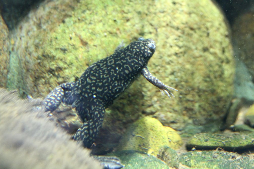 Krallenfrosch (Xenopus laevis) am 12.3.2010 im Zooaquarium Berlin. Die Krallenfrsche haben an den Vorderbeinen keine Schwimmhute zwischen den Fingern.