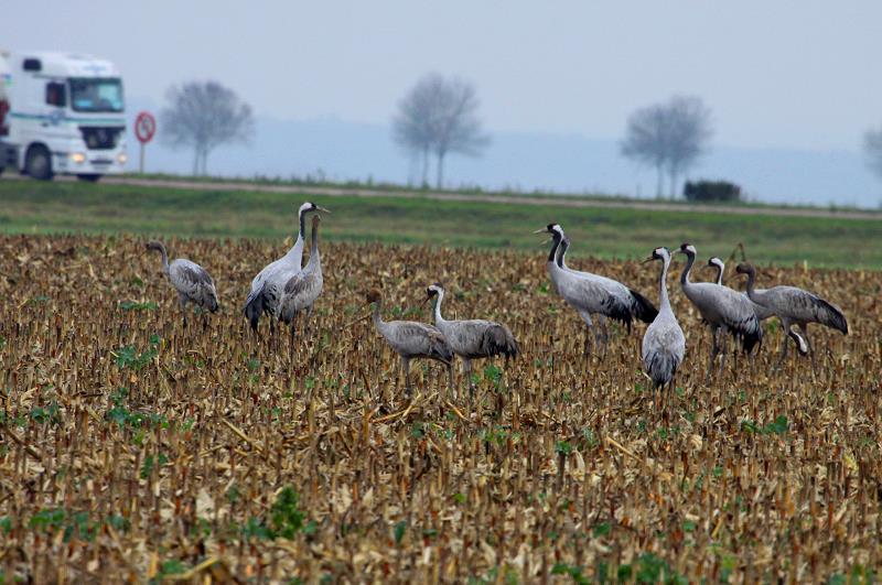 Kraniche an der RN 4 bei Saint Dizier; 18.11.2011