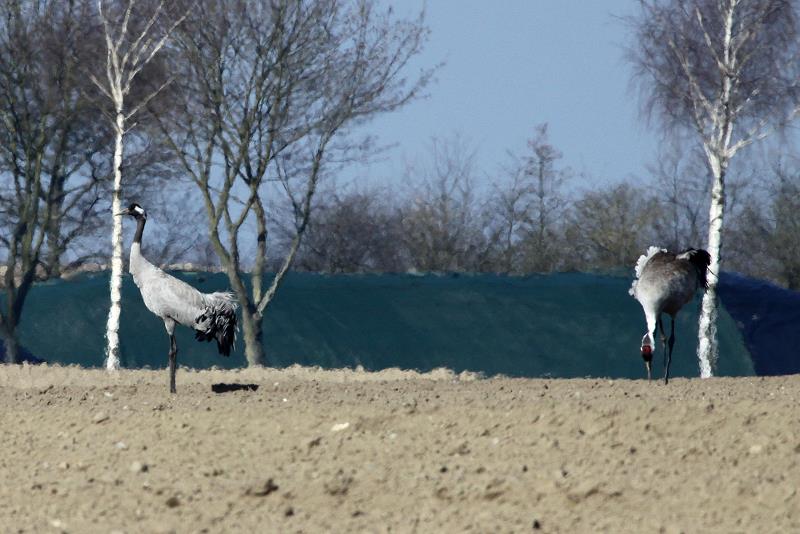 Kraniche auf einem Feld bei Seedorf (Herzogtum-Lauenburg); 06.04.2012