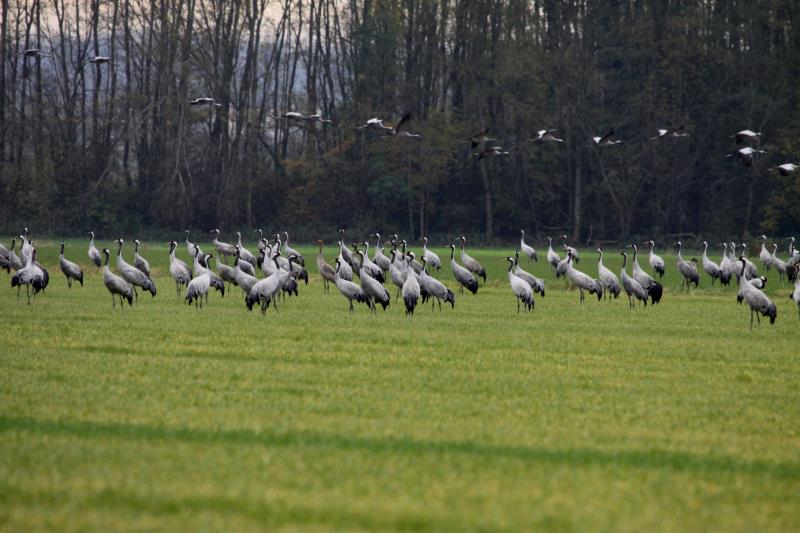 Kraniche auf einem Feld in der Champagne bei Saint Dizier; 18.11.2011