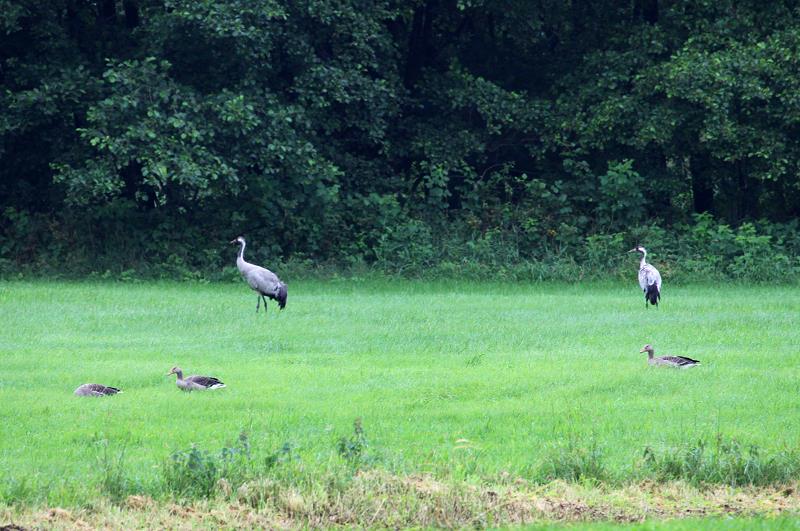 Kraniche und Saatgnse am Waldrand bei Ldersdorf / Nordwestmecklenburg; 14.07.2011