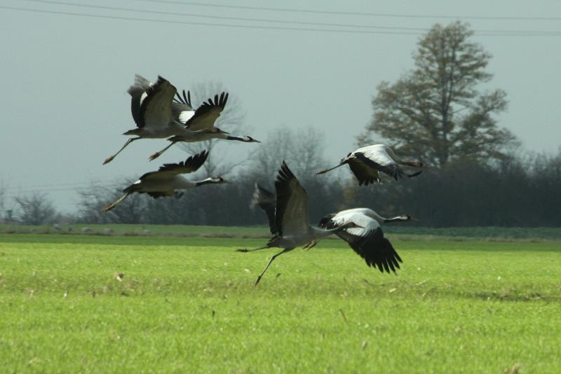 Kraniche starten auf einem Feld in der Champagne; 18.11.2011