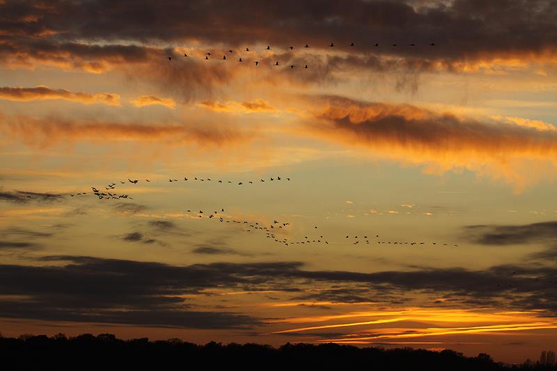 Kraniche ziehen am Abendhimmel zum Lac du Der; 18.11.2011