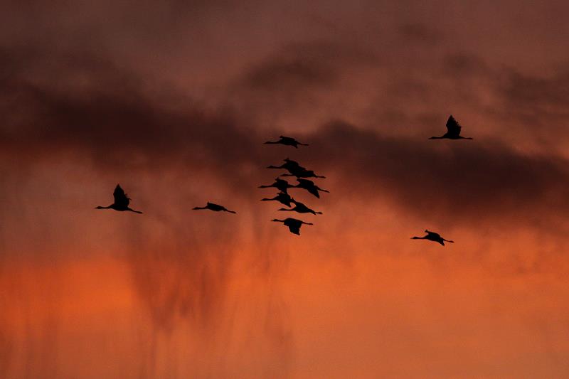 Kraniche ziehen am Abendhimmel zum Lac du Der; 18.11.2011