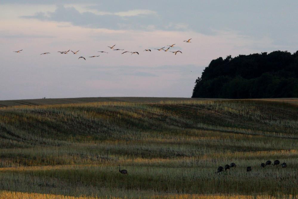 Kraniche ziehen ber Nandus. Ein Naturschauspiel, was es nur in Nordwestmecklenburg gibt. Die beiden Vogelarten teilen sich hier den gemeinsamen Lebensraum. Whrend die Kraniche kurz vor Sonnenuntegang die Futterpltze verlassen und zu den Schlafpltzen in der Schaalseeregion fliegen, ziehen die Nandus auf der Nahrungssuche weiter ber die Felder um Rieps; 13.08.2013 