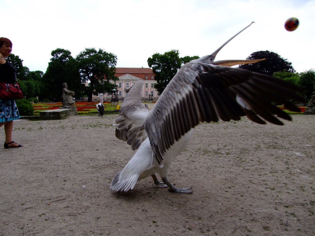 Krauskopfpelikan beim Ballspiel im Tierpark Berlin