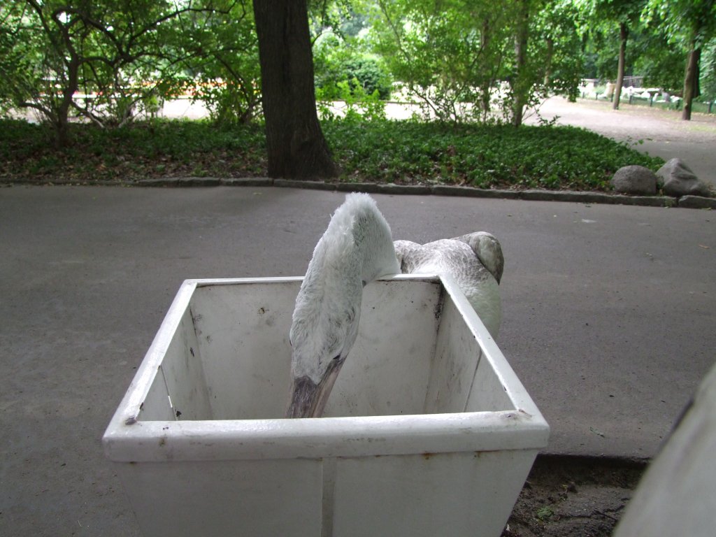 Krauskopfpelikan  Onkel  durchwhlt eine Mlltonne nach brauchbaren Spielzeugen im Tierpark Berlin