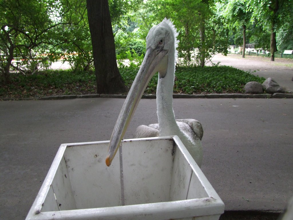 Krauskopfpelikan  Onkel  fhlt sich beim Durchwhlen der Mlltonne ertappt (Tierpark Berlin)