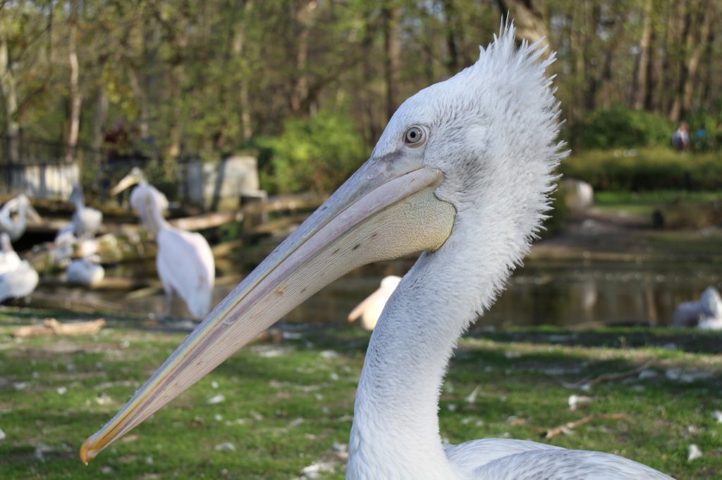 Krauskopfpelikan (Pelecanus crispus) am 18.4.2010 im Tierpark Berlin.