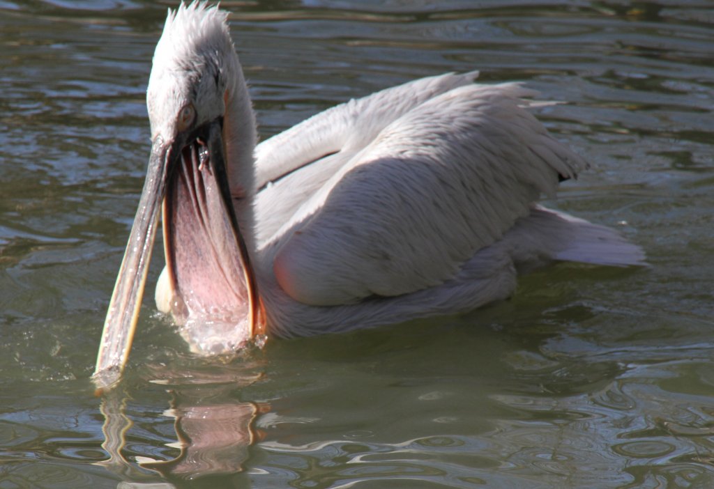 Krauskopfpelikan (Pelecanus crispus) bei der Mundhygiene. Zoologischer Garten Berlin am 25.2.2010.