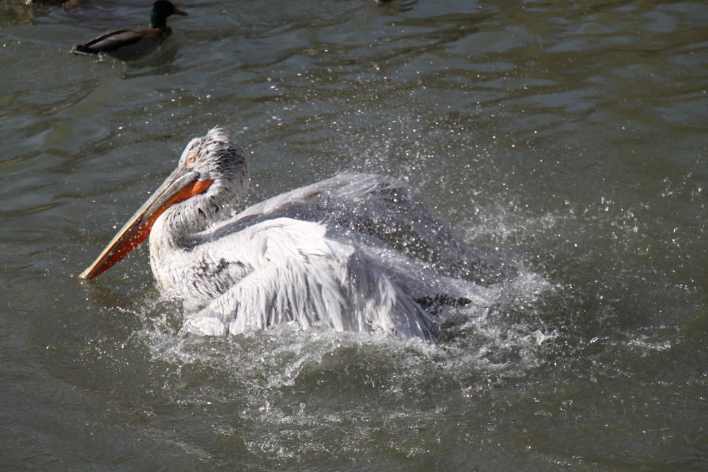 Krauskopfpelikan (Pelecanus crispus) geniesst den erten warmen Tag mit einem ausgiebigen Bad. Zoologischer Garten Berlin am 25.2.2010.