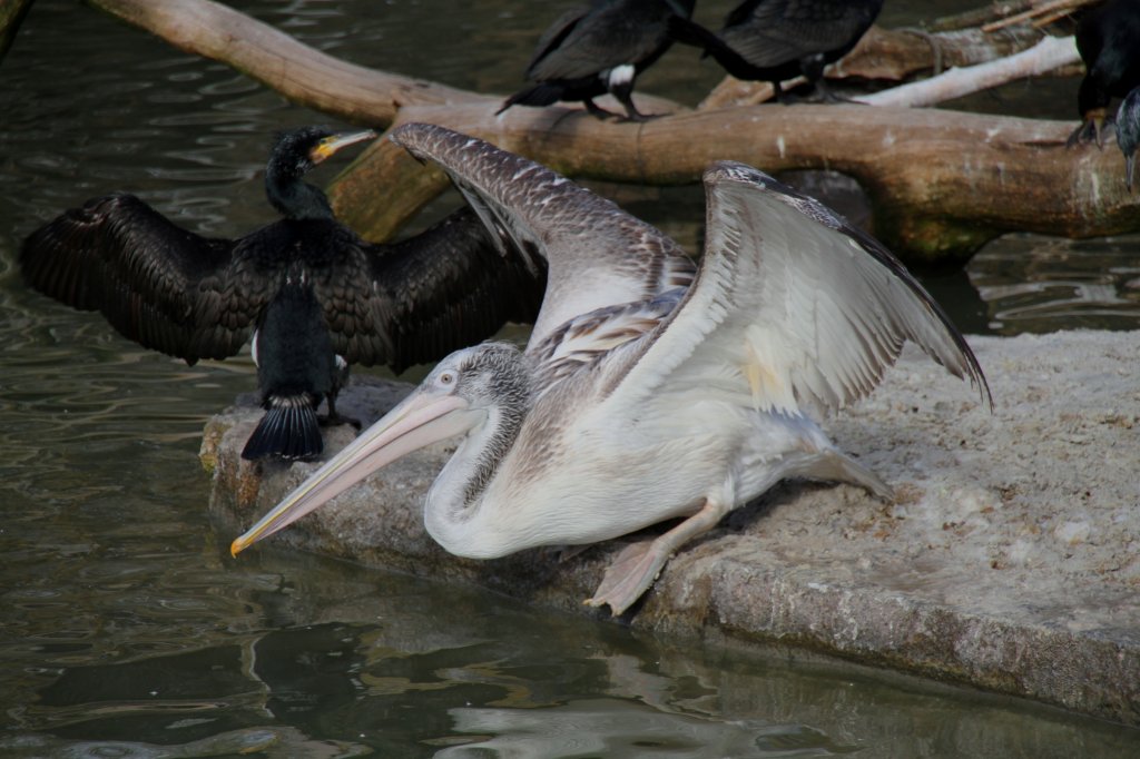 Krauskopfpelikan (Pelecanus crispus) setzt zum Sprung ins Wasser an. Zoologischer Garten Berlin am 25.2.2010.