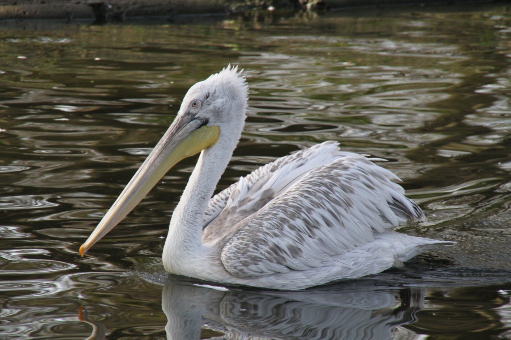 Krauskopfpelikan (Pelecanus crispus) im Tierpark Berlin.