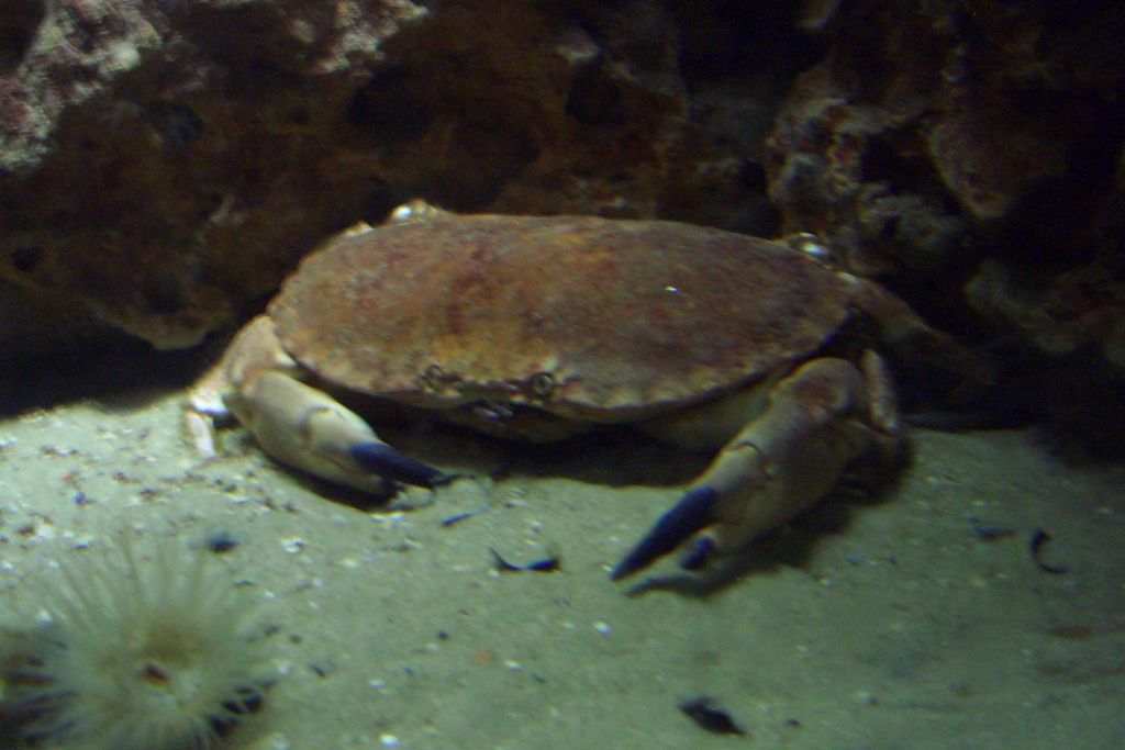 Krebs in einem Aquarium in einem chinesischen Restaurant (08.08.08)