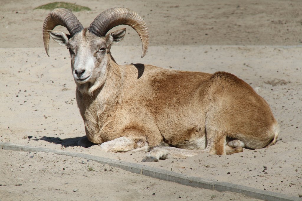 Kreishornschaf oder Afghanischer Urial (Ovis orientalis cycloceros) im Tierpark Berlin.