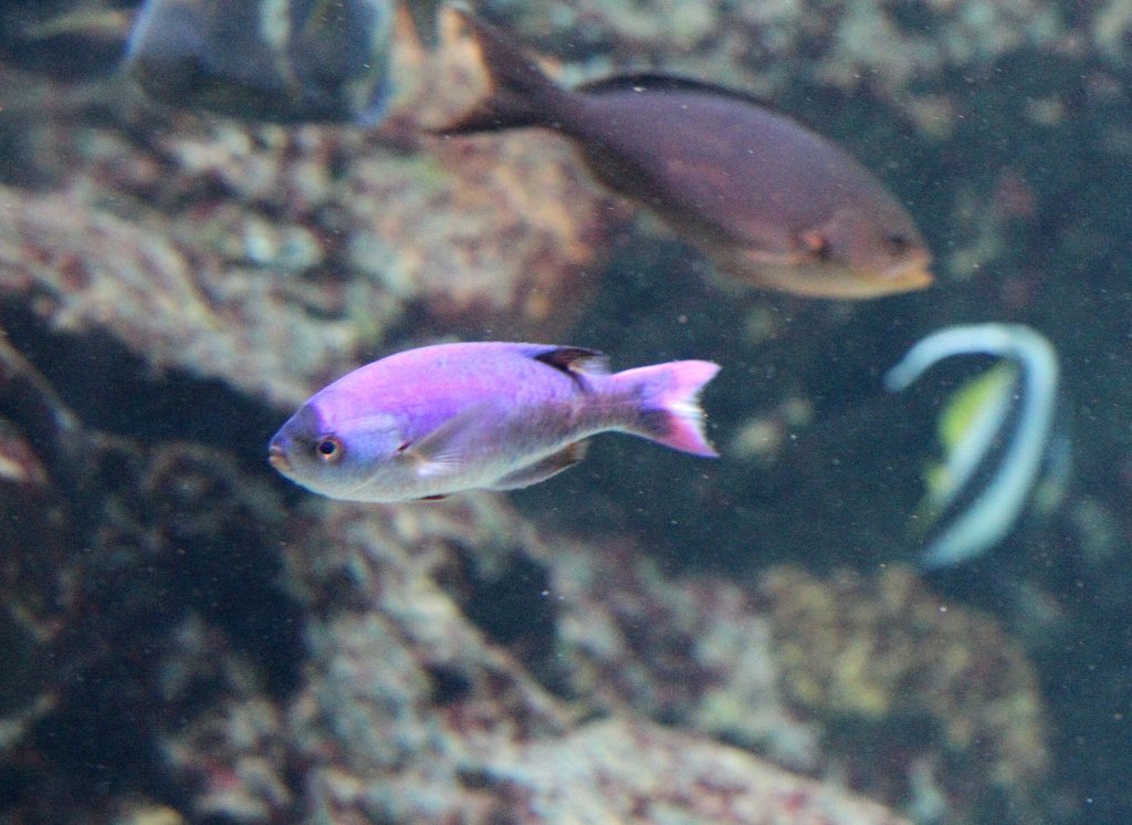 Kreolenbarsche (Paranthias furcifer) am 12.3.2010 im Zooaquarium Berlin.