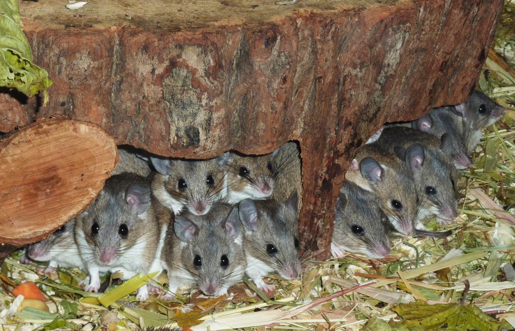 Kreta-Stachelmuse-Acomys minous(Crete spiny mouse)