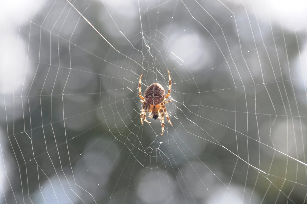 Kreuzspinne vor Zimmerfenster als optimales Insektenschutzgitter (KONSTANZ, Landkreis Konstanz/Deutschland, 02.10.2012)