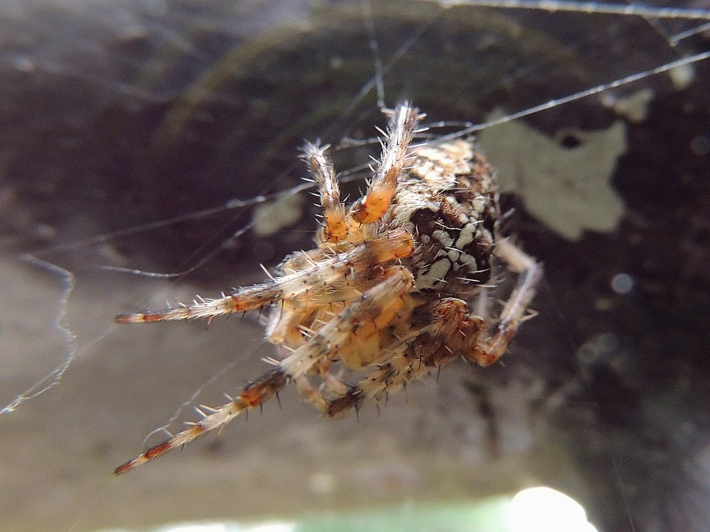 Kreuzspinne(Araneus) wartet in ihrem Netz auf Beute; 120905