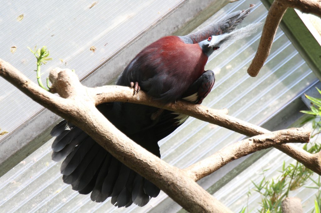 Kritischer Blick von Oben. Sclaters Rotbrust-Krontaube (Goura scheepmakeri sclateri) am 27.6.2010 im Leipziger Zoo.