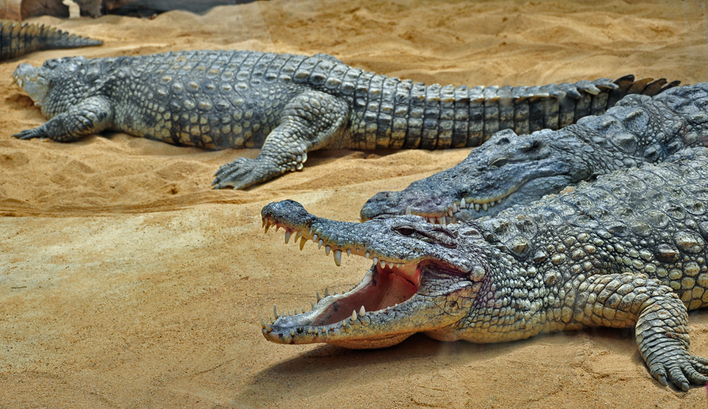 Krokodile aalen sich im Sand - 03.08.2010